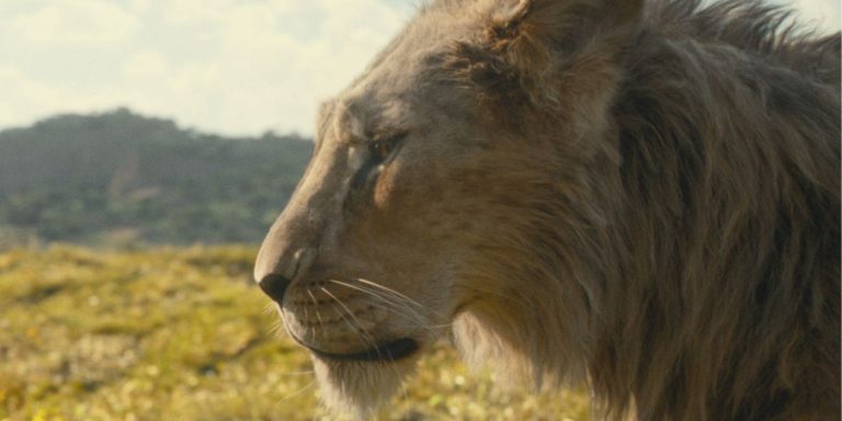 taka-mufasa.jpg