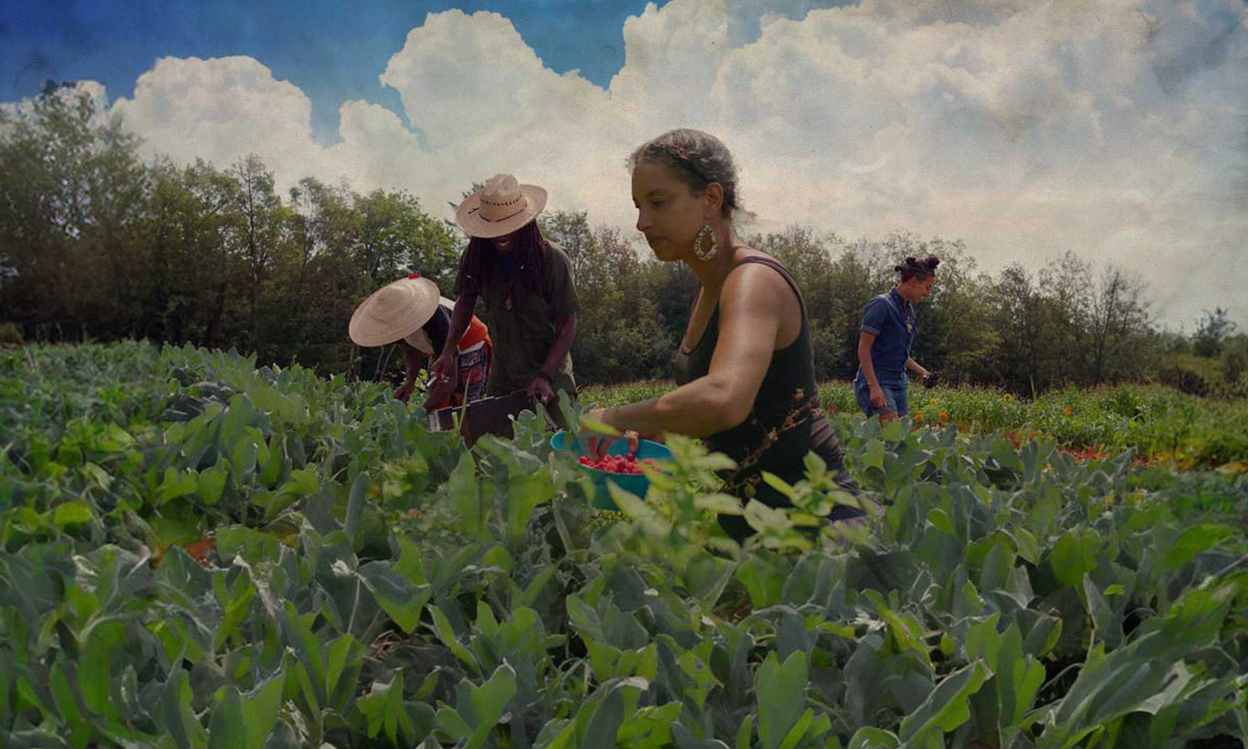 Poetic Doc Contemplates Fate of Black Farmers