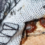 Movie Theater Bed Bugs: Fact or Fiction? (How to Spot and Prevent Issues)