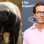 Honey-Badger-and-Ryan-Reynolds-Split-Getty-H-2025.jpg