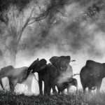 102924-GHOST_ELEPHANTS_-_Official_still__1_-H-2025.jpg