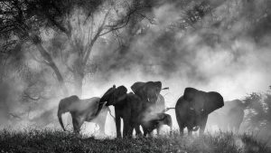 102924-GHOST_ELEPHANTS_-_Official_still__1_-H-2025.jpg