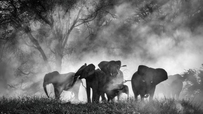 102924-GHOST_ELEPHANTS_-_Official_still__1_-H-2025.jpg