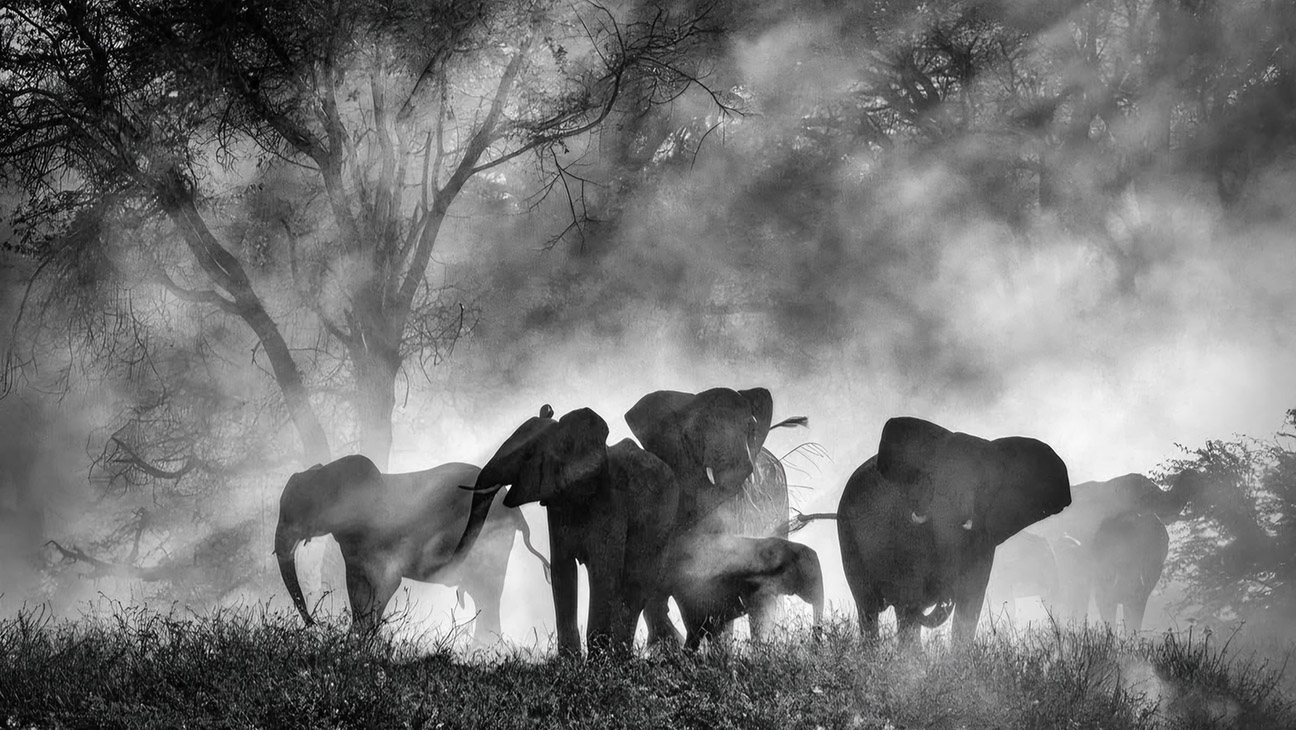 Werner Herzog Goes on a Pachyderm Quest